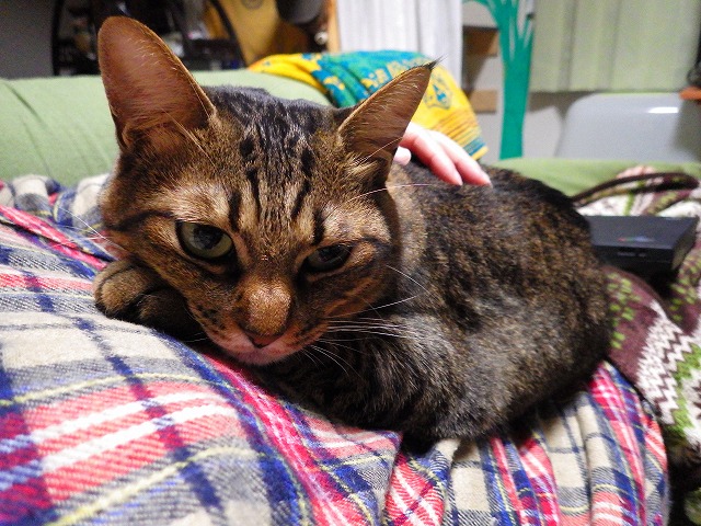 a0159490_10505231.jpg