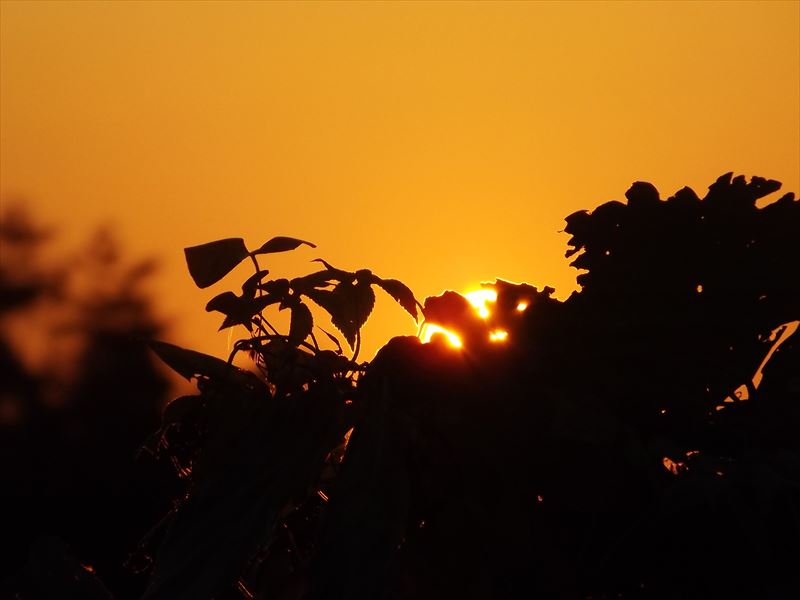 c0108198_1749245.jpg