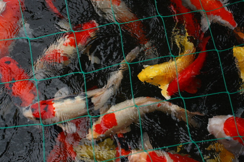 f0083400_17505898.jpg