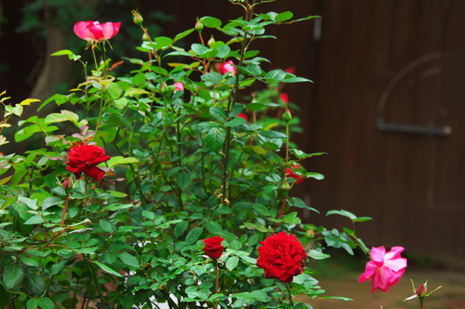 a0263109_944849.jpg