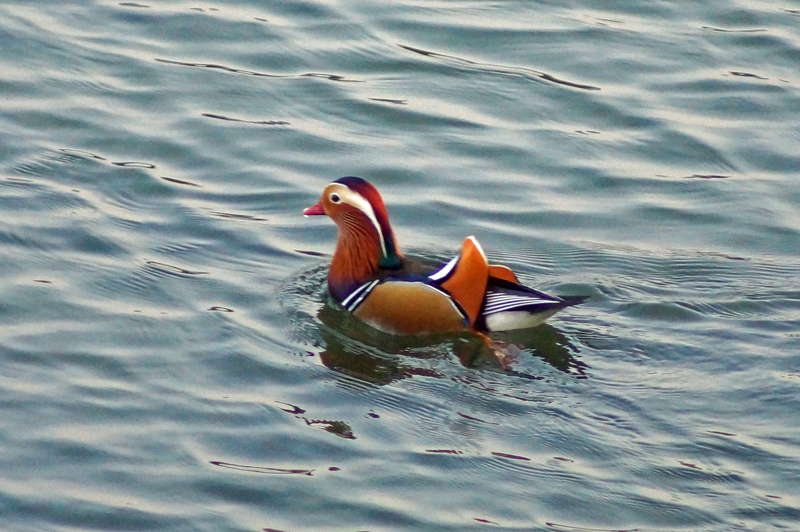 c0042418_8391422.jpg