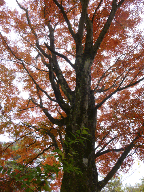 e0312121_23354831.gif