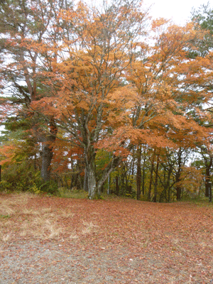 e0312121_23361563.gif