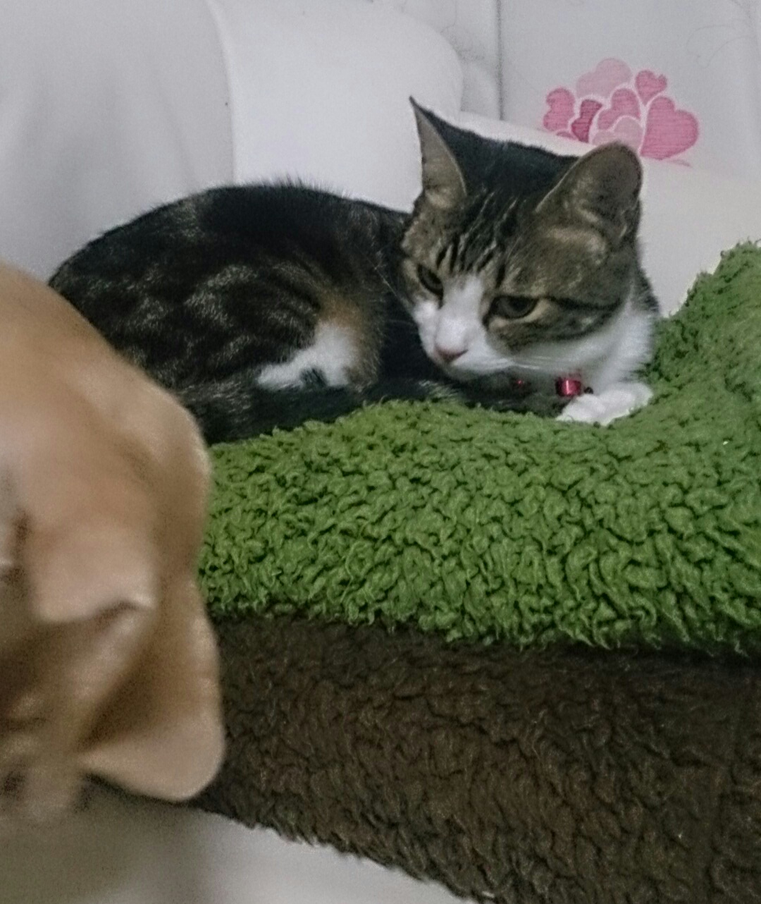 c0245751_11362240.jpeg