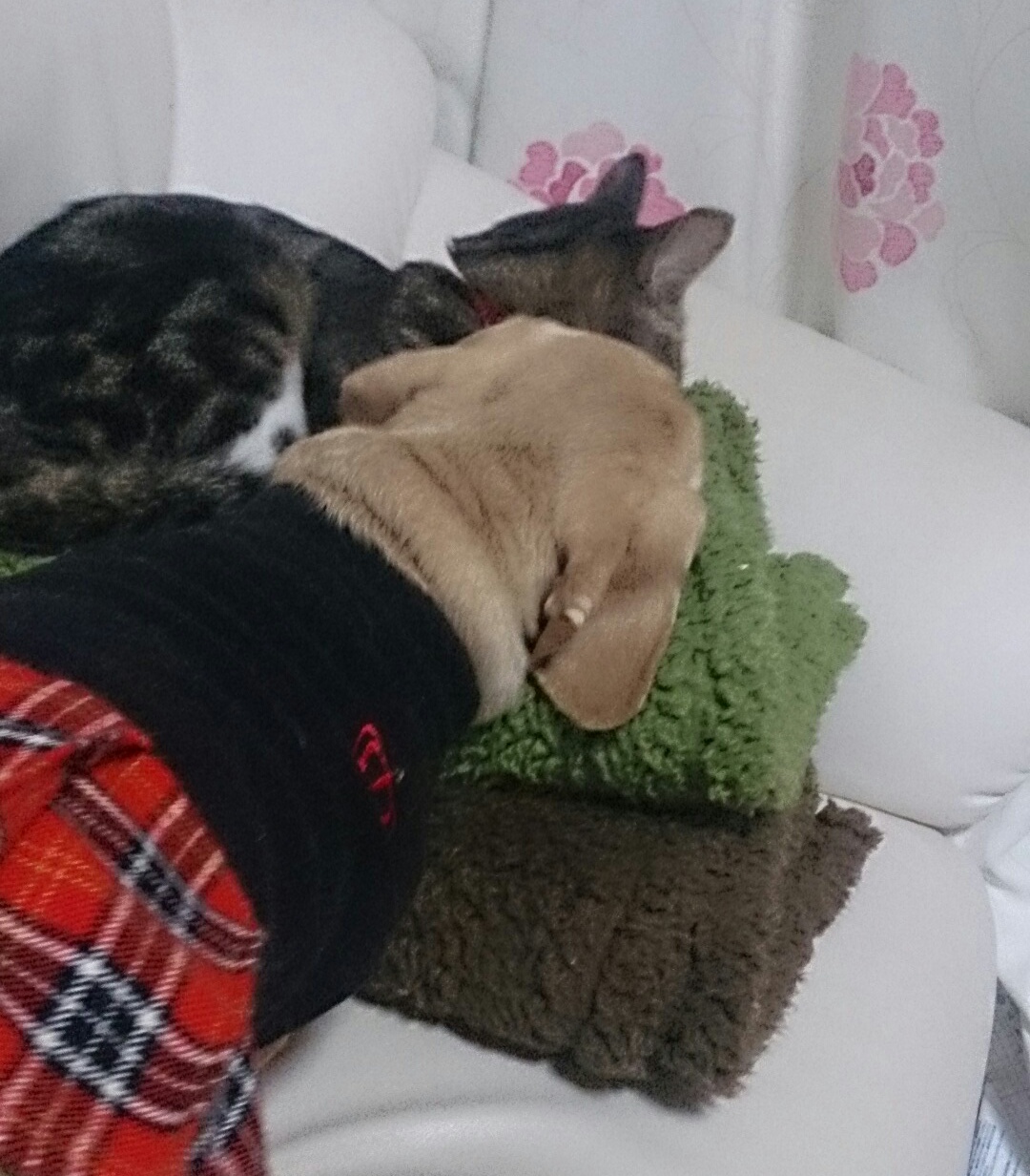 c0245751_11363181.jpeg