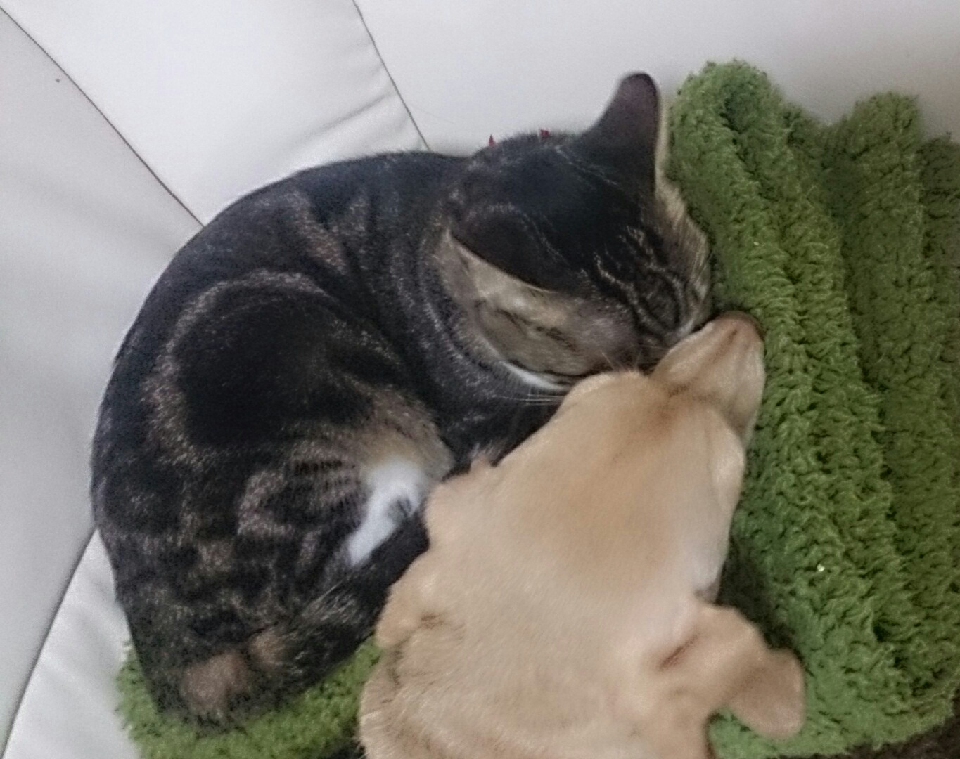 c0245751_11364643.jpeg