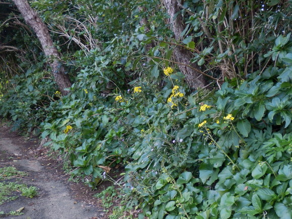 e0292172_20522149.jpg