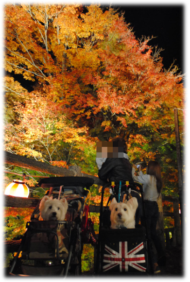 b0242873_22055311.png