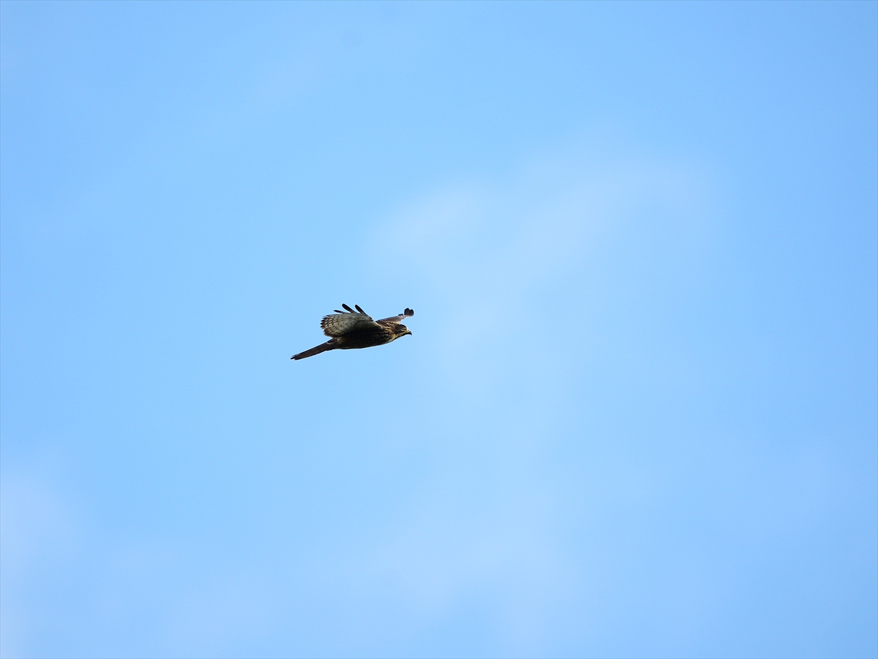 d0157380_9201530.jpg