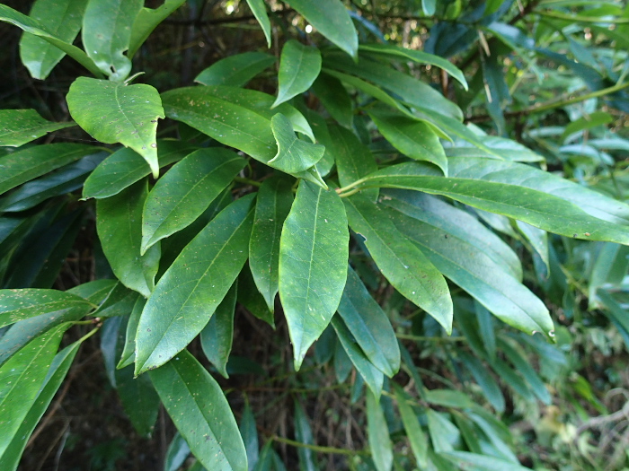 f0090680_2059273.jpg