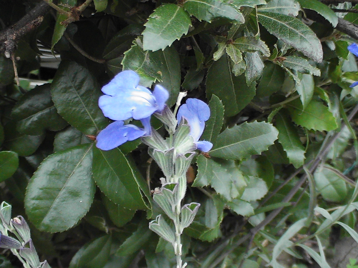 a0019212_18341962.jpg