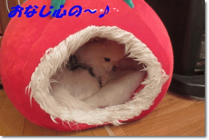 b0167519_2344588.gif
