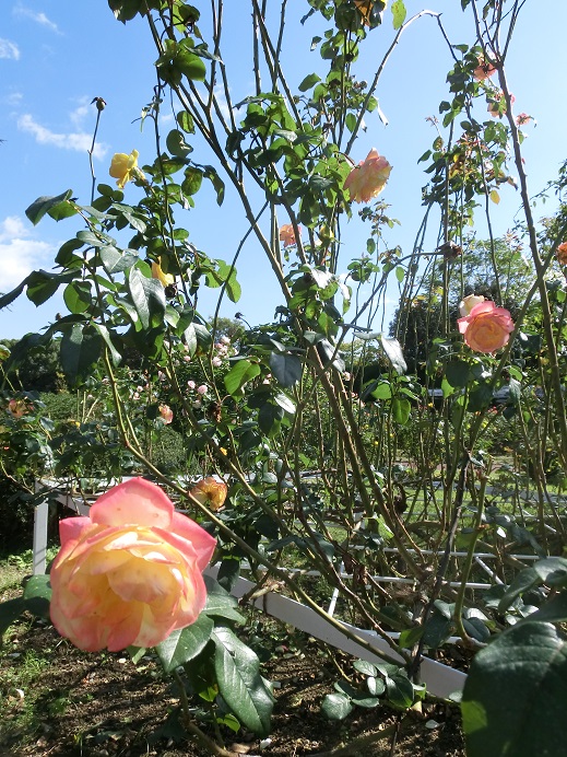 f0237037_11425764.jpg