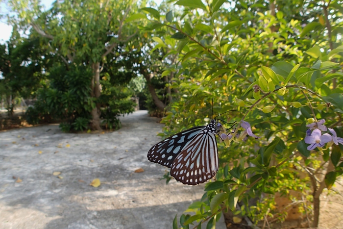 a0277496_9155114.jpg