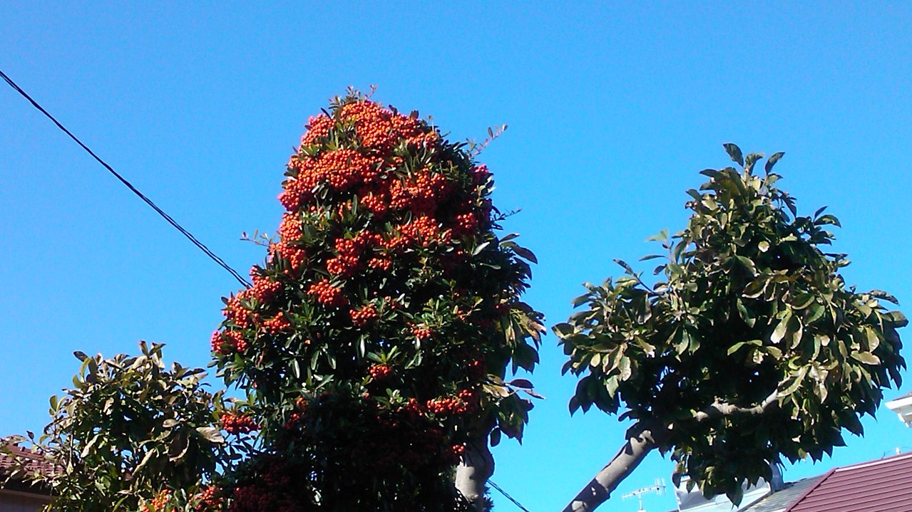 b0137932_1410651.jpg