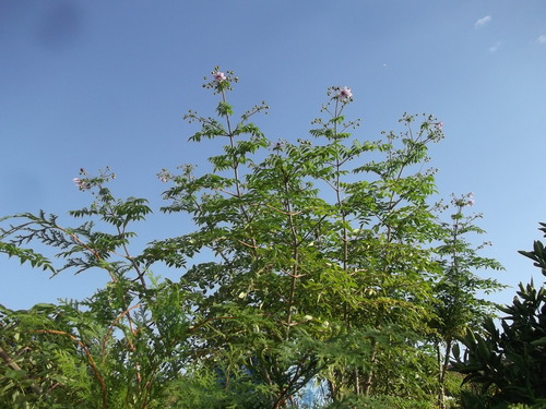 b0137932_1481581.jpg