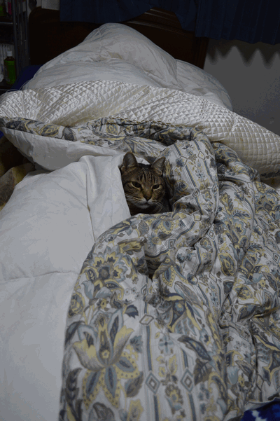 c0136736_20473218.gif