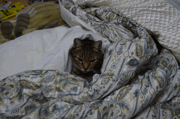 c0136736_2055187.gif