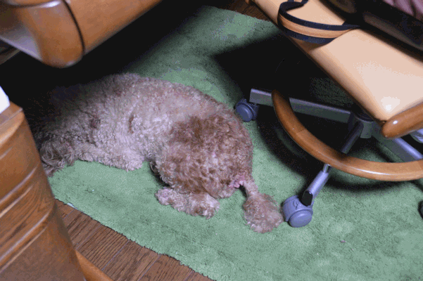 c0136736_20553343.gif