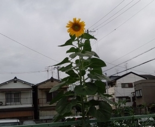 c0348636_10572187.jpg