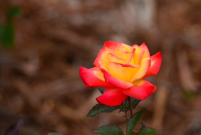 a0146442_9264240.jpg