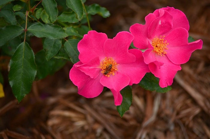 a0146442_9265553.jpg