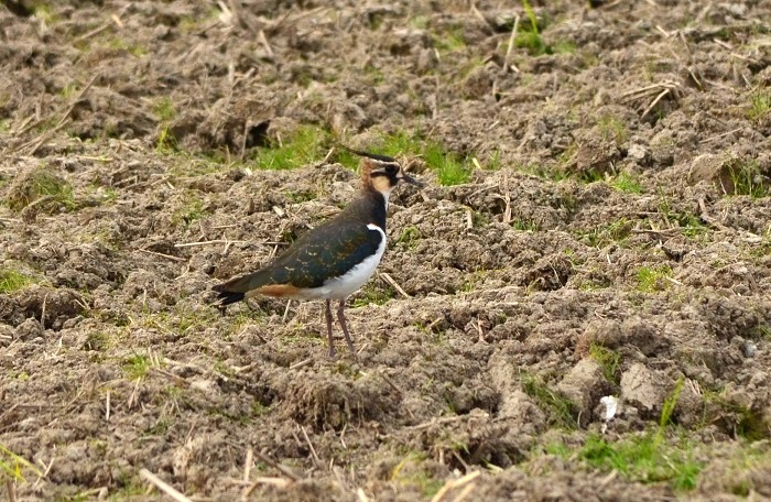a0146442_941837.jpg