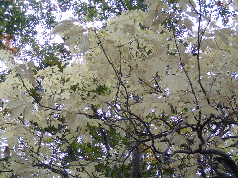 b0190242_2013494.jpg