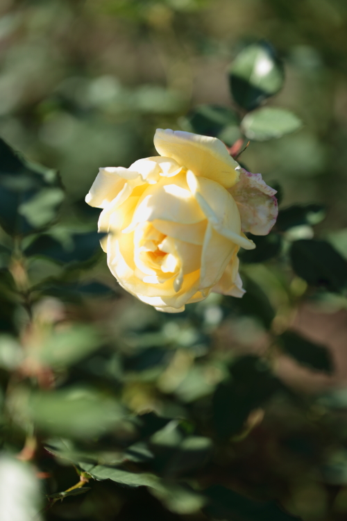 a0258549_22132021.jpg