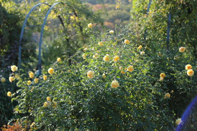a0258549_22371376.jpg