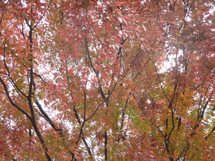 c0225153_11554718.gif