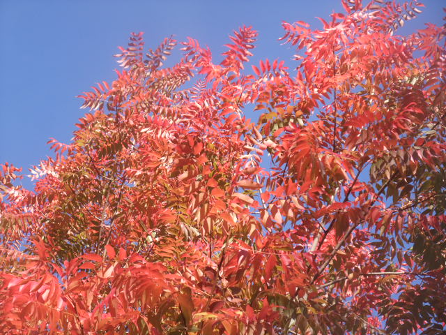 c0115366_1182438.jpg