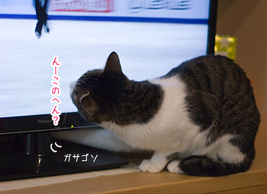 a0119470_2152286.jpg