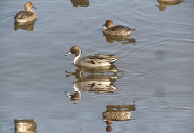 b0149071_19561710.gif