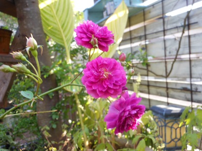 b0096584_222546100.jpg