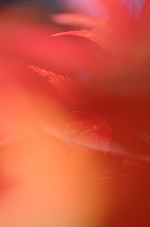 d0165741_172971.jpg