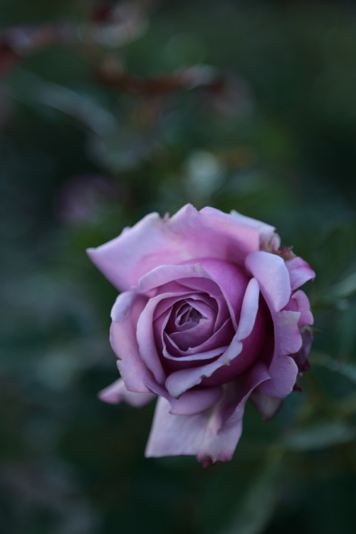 a0258549_727711.jpg
