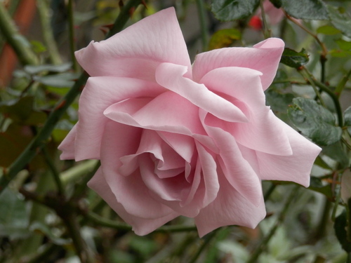 e0288951_1525540.jpg