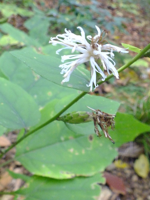 e0145782_12112647.jpg
