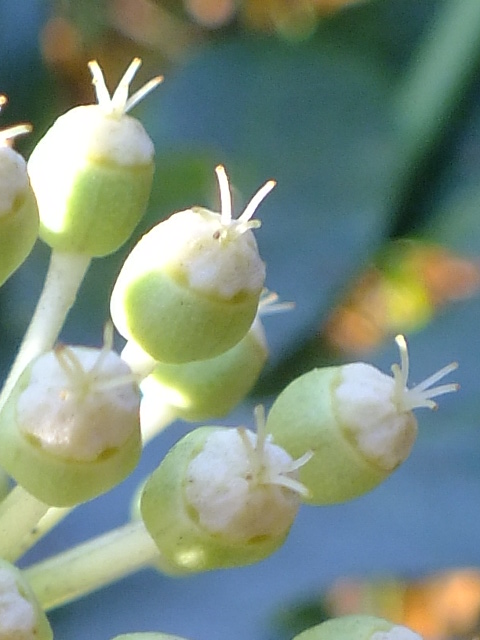 e0145782_1262726.jpg
