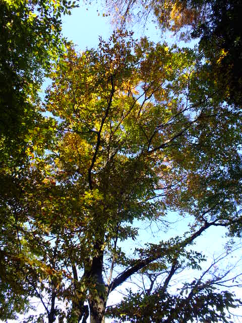 e0145782_1275981.jpg