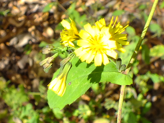 e0145782_13181922.jpg