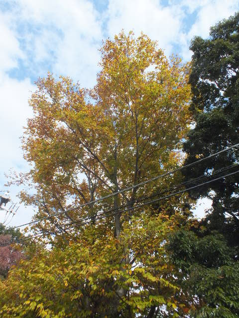 e0145782_13231329.jpg