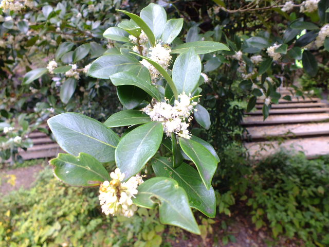 e0145782_13311653.jpg