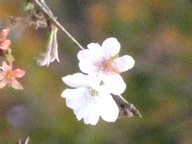 e0145782_13325749.jpg