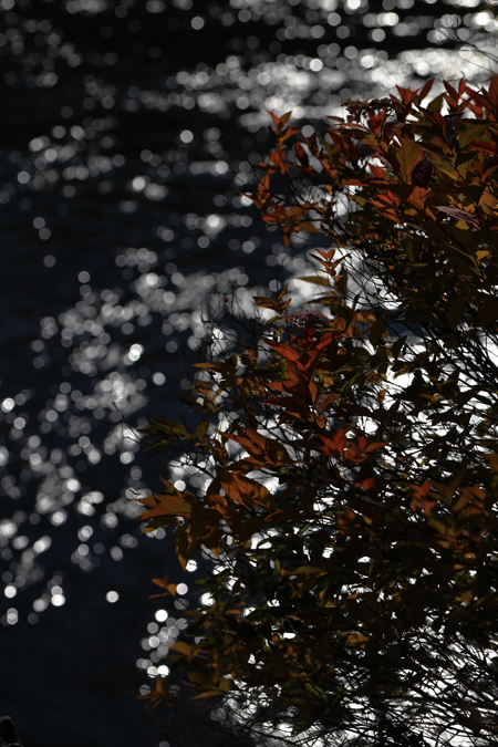 f0001895_1135715.jpg