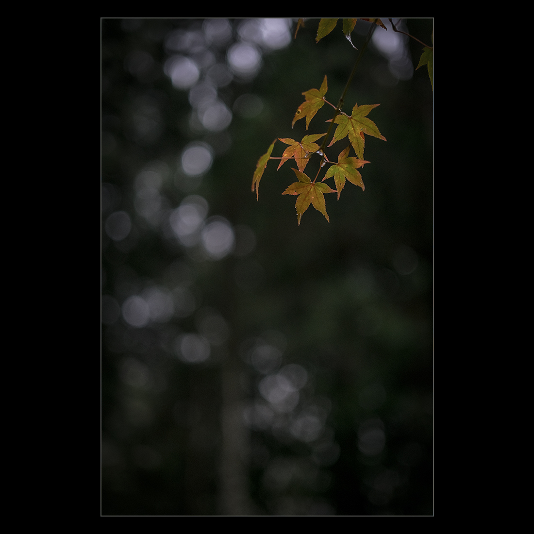 d0004832_9234785.jpg