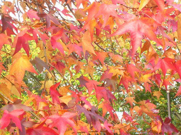 f0002833_1923359.jpg