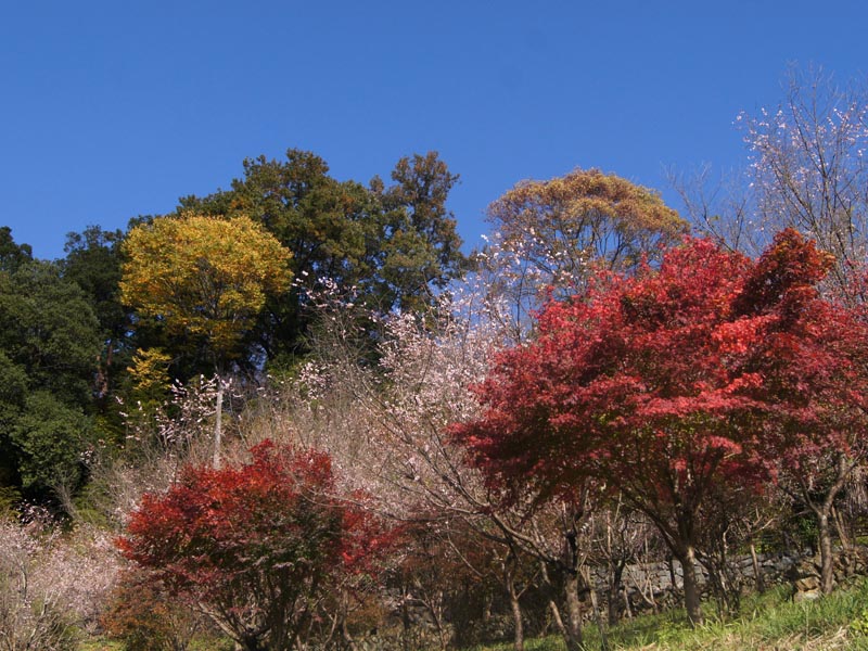 c0045352_1644868.jpg