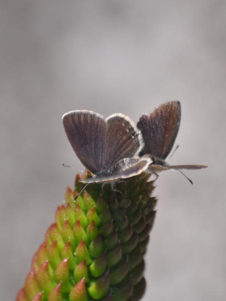 c0045352_1645350.jpg
